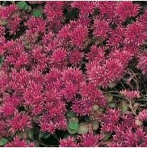 Sedum spurium 'Schorbuser Blut' P9 - afbeelding 4