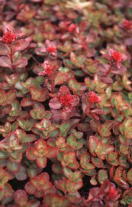 Sedum spurium 'Schorbuser Blut' P9 - afbeelding 1