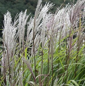 Miscanthus sinensis 'Silberfeder' P9 - afbeelding 3