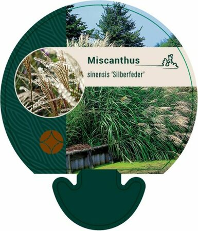 Miscanthus sinensis 'Silberfeder' P9 - afbeelding 2