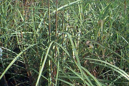 Miscanthus sinensis 'Silberfeder' P9 - afbeelding 1