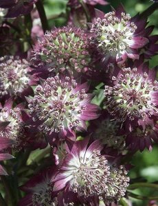 Astrantia major 'Star of Beauty' P9 - afbeelding 2