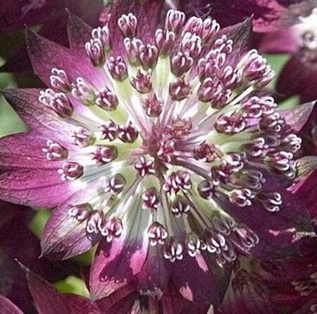 Astrantia major 'Star of Beauty' P9 - afbeelding 3