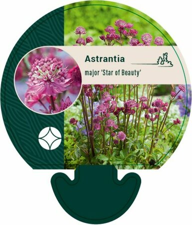 Astrantia major 'Star of Beauty' P9 - afbeelding 4