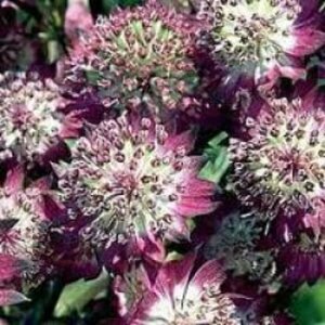 Astrantia major 'Star of Beauty' P9 - afbeelding 5