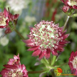 Astrantia major 'Moulin Rouge' P9 - afbeelding 1