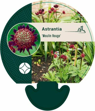 Astrantia major 'Moulin Rouge' P9 - afbeelding 2