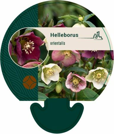 Helleborus orientalis P9 - afbeelding 2