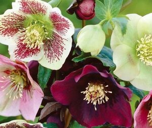 Helleborus orientalis P9 - afbeelding 3