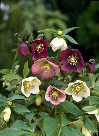 Helleborus orientalis P9 - afbeelding 4