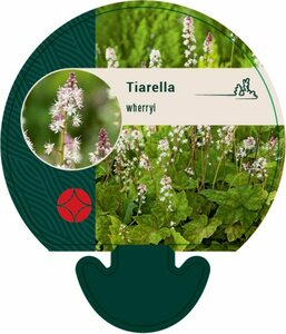 Tiarella wherryi P9 - afbeelding 3