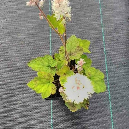 Tiarella wherryi P9 - afbeelding 2