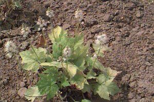 Tiarella wherryi P9 - afbeelding 1