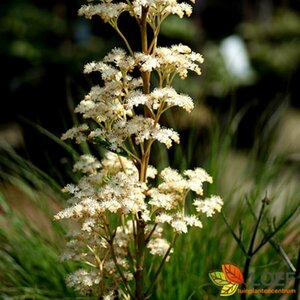 Rodgersia pinnata P9 - afbeelding 1