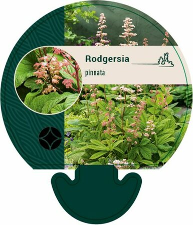 Rodgersia pinnata P9 - afbeelding 5