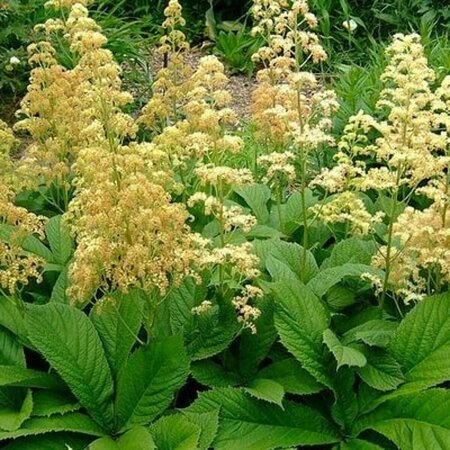 Rodgersia pinnata P9 - afbeelding 4