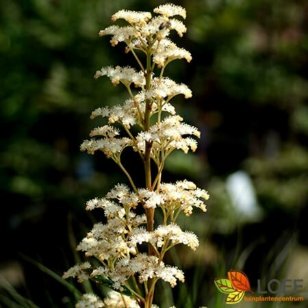 Rodgersia pinnata P9 - afbeelding 2