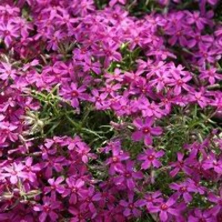 Phlox subulata 'MacDaniel's Cushion' P9 - afbeelding 1