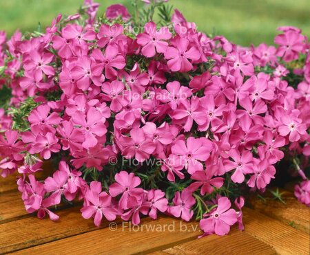 Phlox subulata 'MacDaniel's Cushion' P9 - afbeelding 3