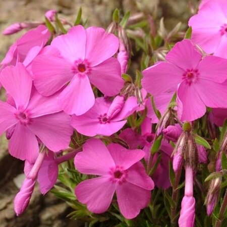 Phlox subulata 'MacDaniel's Cushion' P9 - afbeelding 2