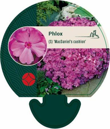 Phlox subulata 'MacDaniel's Cushion' P9 - afbeelding 4