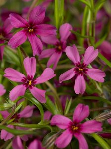 Phlox subulata 'Atropurpurea' P9 - afbeelding 1