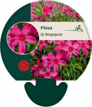 Phlox subulata 'Atropurpurea' P9 - afbeelding 3