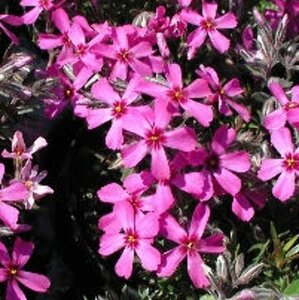 Phlox subulata 'Atropurpurea' P9 - afbeelding 2