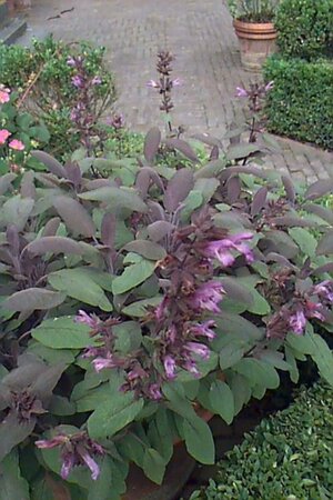 Salvia officinalis 'Purpurascens' P9 - afbeelding 1