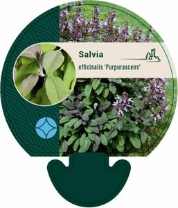 Salvia officinalis 'Purpurascens' P9 - afbeelding 2