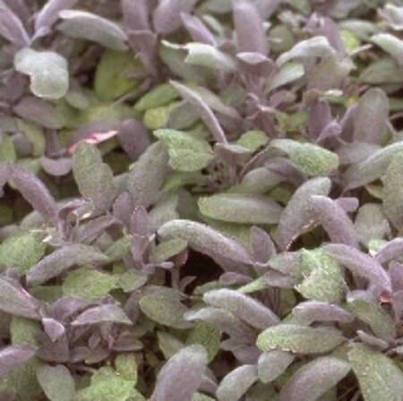 Salvia officinalis 'Purpurascens' P9 - afbeelding 4