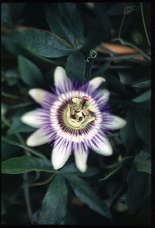 Passiflora caerulea 175/200 C.