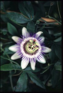 Passiflora caerulea 175/200 C.
