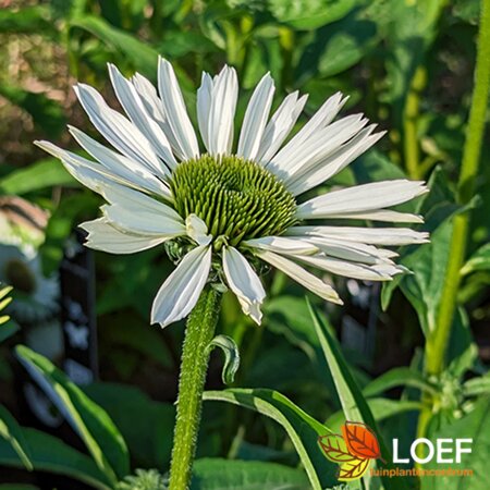 Echinacea purpurea 'Alba' C2 - afbeelding 1