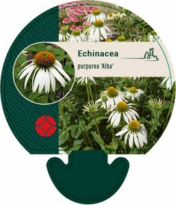 Echinacea purpurea 'Alba' P9 - afbeelding 2