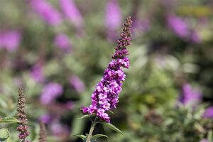 Buddleja davidii 'Pink Chip' C3 - afbeelding 2