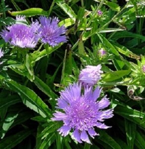 Stokesia laevis P9 - afbeelding 3