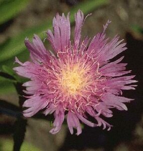 Stokesia laevis P9 - afbeelding 1