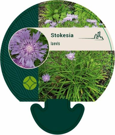 Stokesia laevis P9 - afbeelding 6