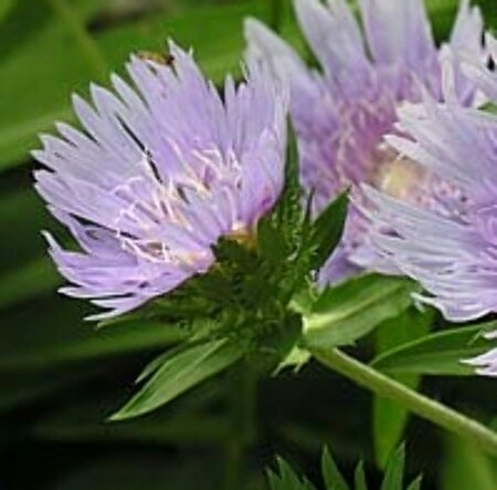 Stokesia laevis P9 - afbeelding 4