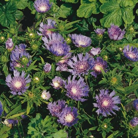 Stokesia laevis P9 - afbeelding 5