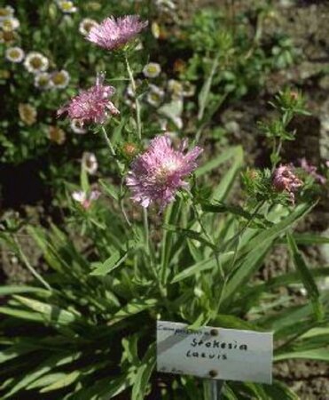 Stokesia laevis C2 - afbeelding 2