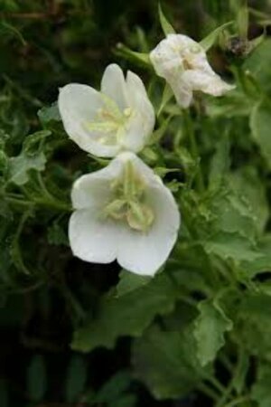 Campanula carpatica 'Alba' P9 - afbeelding 2