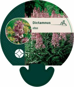 Dictamnus albus P9 - afbeelding 5