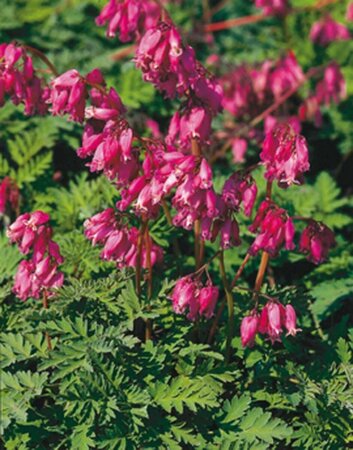 Dicentra formosa 'Luxuriant' P9 - afbeelding 5