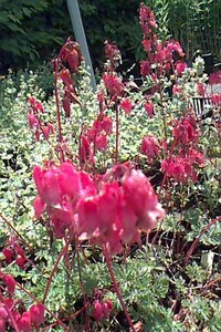 Dicentra formosa 'Luxuriant' P9 - afbeelding 1