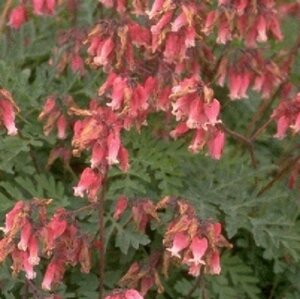 Dicentra formosa 'Luxuriant' P9 - afbeelding 6