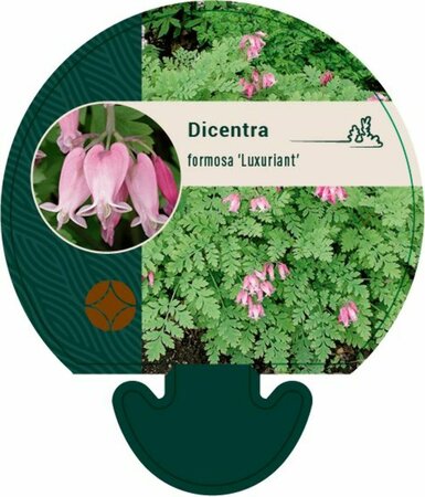 Dicentra formosa 'Luxuriant' P9 - afbeelding 4