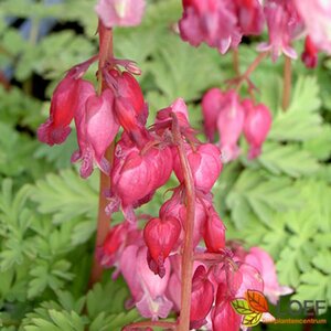 Dicentra formosa 'Luxuriant' P9 - afbeelding 2