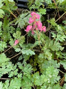 Dicentra formosa 'Luxuriant' P9 - afbeelding 3